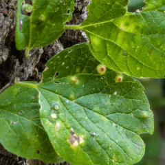 Hackberry Blister Gall Psyllid thumbnail 4