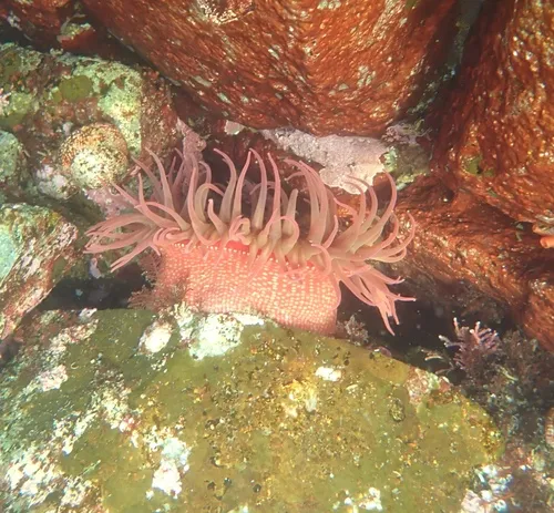 White-spotted Rose Anemone