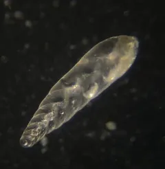 Bolivina pacifica thumbnail 2