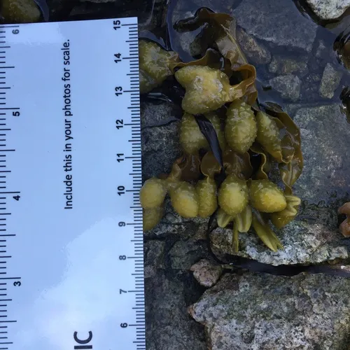 bladder wrack