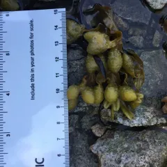 bladder wrack thumbnail 1