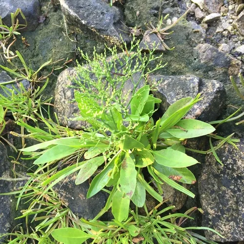 Carolina Sea Lavender