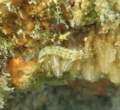 Crevice Kelpfish thumbnail 4