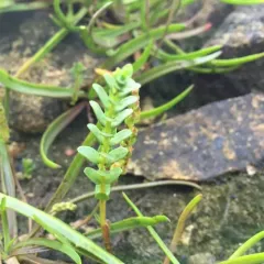 Sea Milkwort thumbnail 1