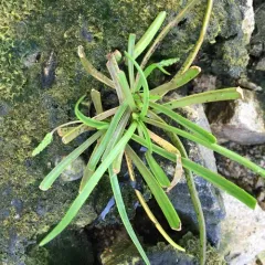 Sea Plantain thumbnail 1