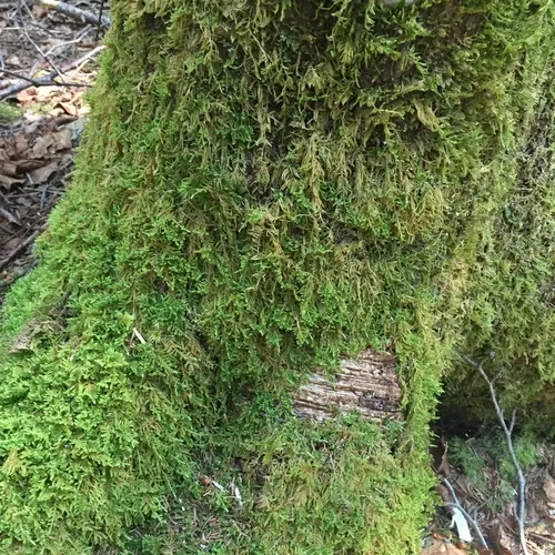 brocade moss