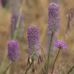 Blue Mountain Prairie Clover thumbnail 1