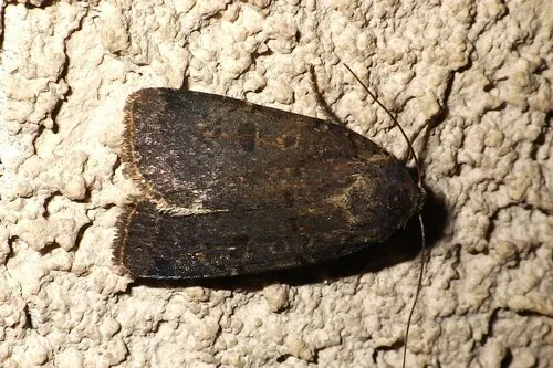 Abagrotis hermina