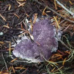 Nectriopsis violacea thumbnail 4