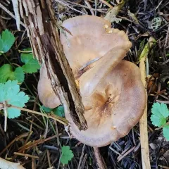 Foxy False Chanterelle thumbnail 4