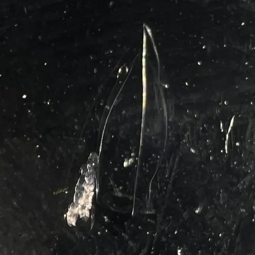 Muggiaea atlantica