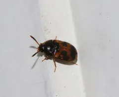 Mycetophagus flexuosus thumbnail 4