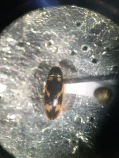 Eanus maculipennis thumbnail 4