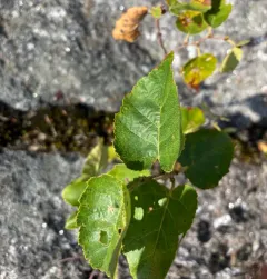 heartleaf paper birch thumbnail 4
