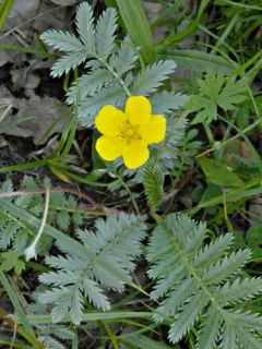 common silverweed thumbnail 5