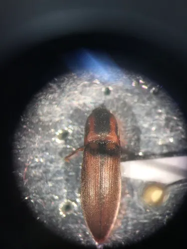 Strange Click Beetle