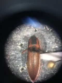 Strange Click Beetle thumbnail 1