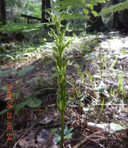 Hooker's Orchid