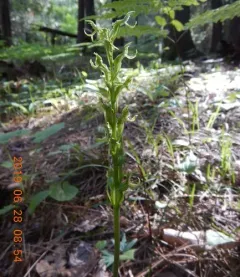 Hooker's Orchid thumbnail 1