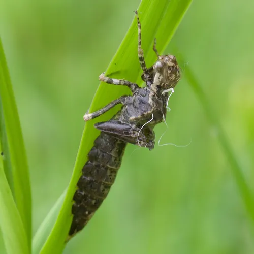 Springtime Darner