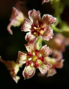 Maple currant thumbnail 3