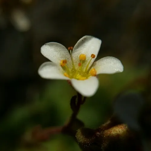 tufted saxifrage