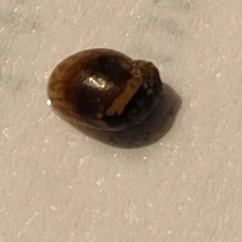 Oval Ambersnail
