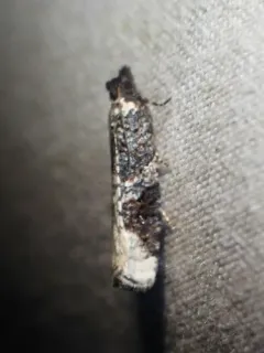 Epinotia lomonana thumbnail 2