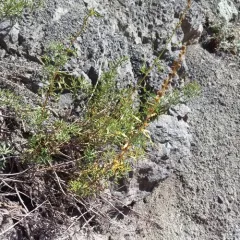 lemon sagewort thumbnail 2