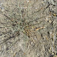 narrow-leaved wirelettuce thumbnail 1