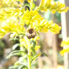 Cornfield Bolas Spider thumbnail 3