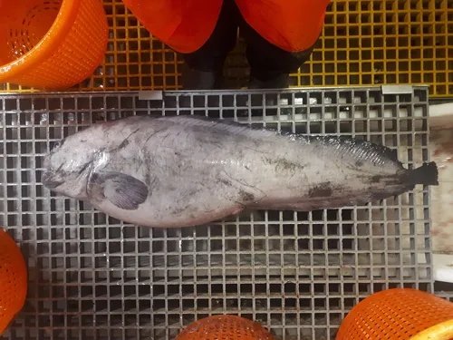 Northern Wolffish