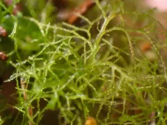 Lepidozia sandvicensis thumbnail 2