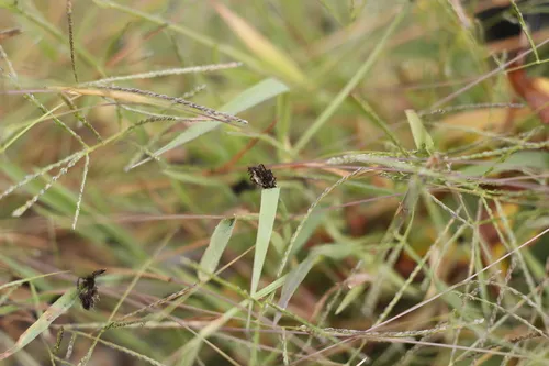 Ustilago syntherismae