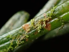 Cololejeunea macounii thumbnail 4