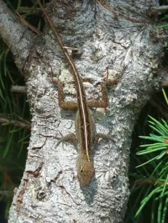 Brown Anole thumbnail 4