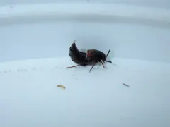 Shortened Minute Rove Beetle thumbnail 3