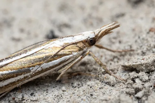 Crambus trichusalis