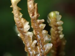 Bird's-foot Earwort thumbnail 2