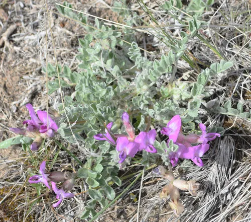 Utah Milkvetch