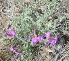 Utah Milkvetch thumbnail 1