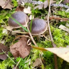 pine pelargonium webcap thumbnail 3