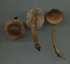 woolly fibrecap thumbnail 4