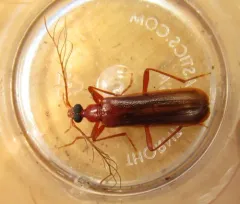 Dendroides ephemeroides thumbnail 2