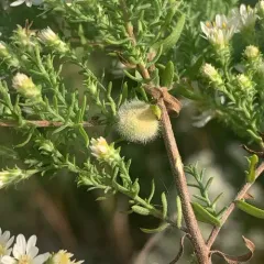 Rhopalomyia gemmaria thumbnail 4