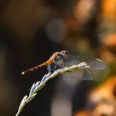 Band-winged Dragonlet thumbnail 2