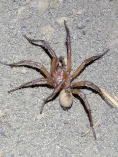 Antrodiaetus montanus thumbnail 4