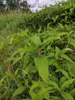Himalayan knotweed thumbnail 1