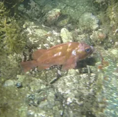 Copper Rockfish thumbnail 4