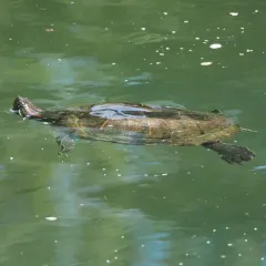 Pond Slider thumbnail 3
